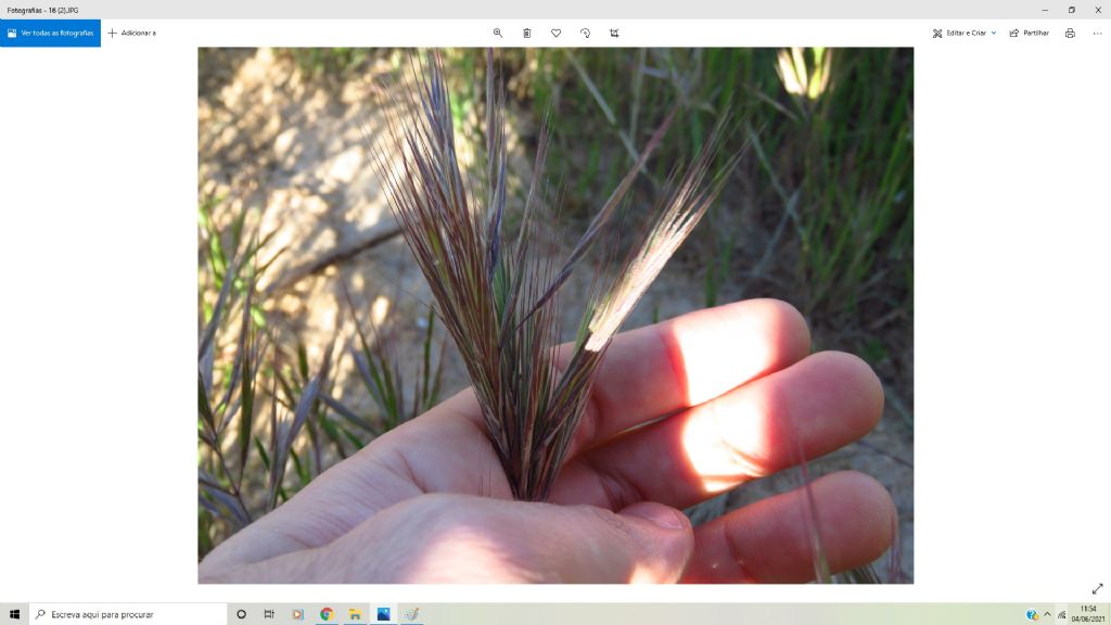 Bromus madritensis?